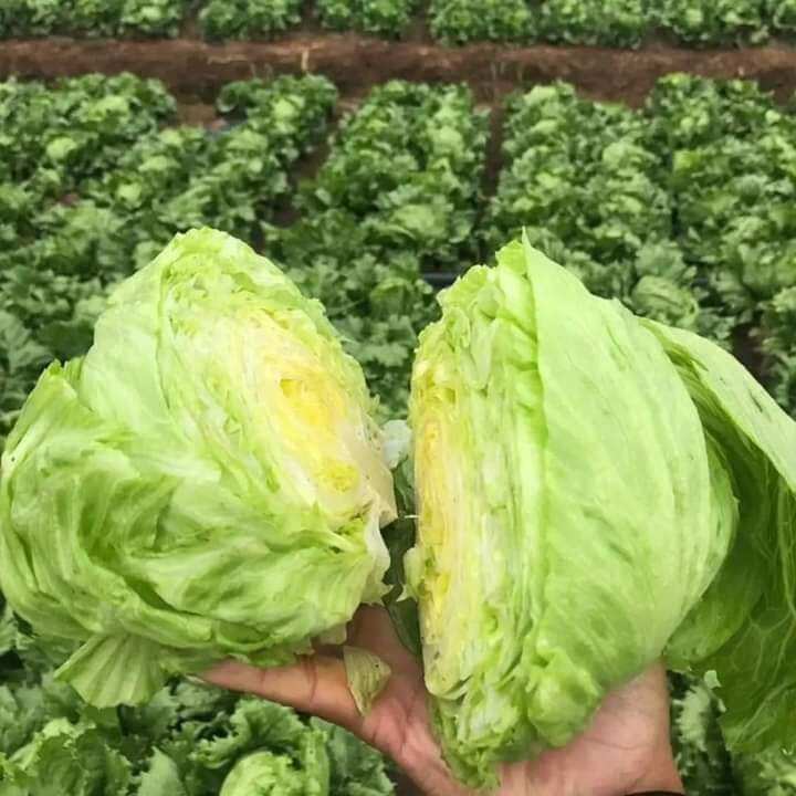 Hạt giống xà lách búp