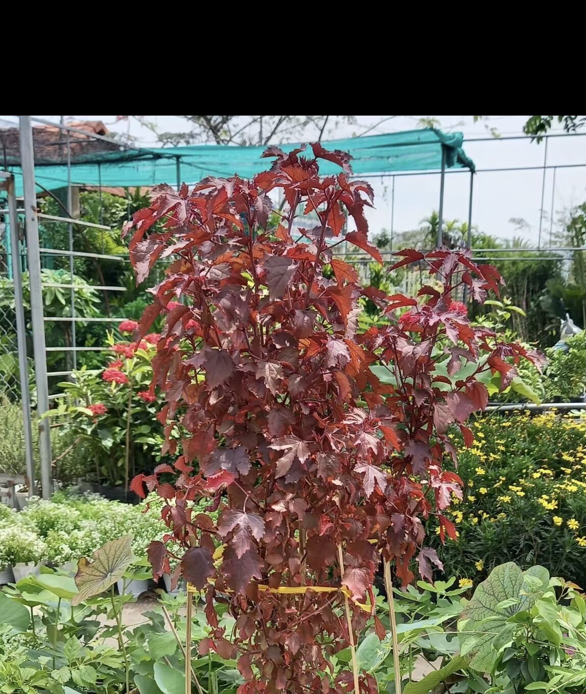 Cây bụp chua