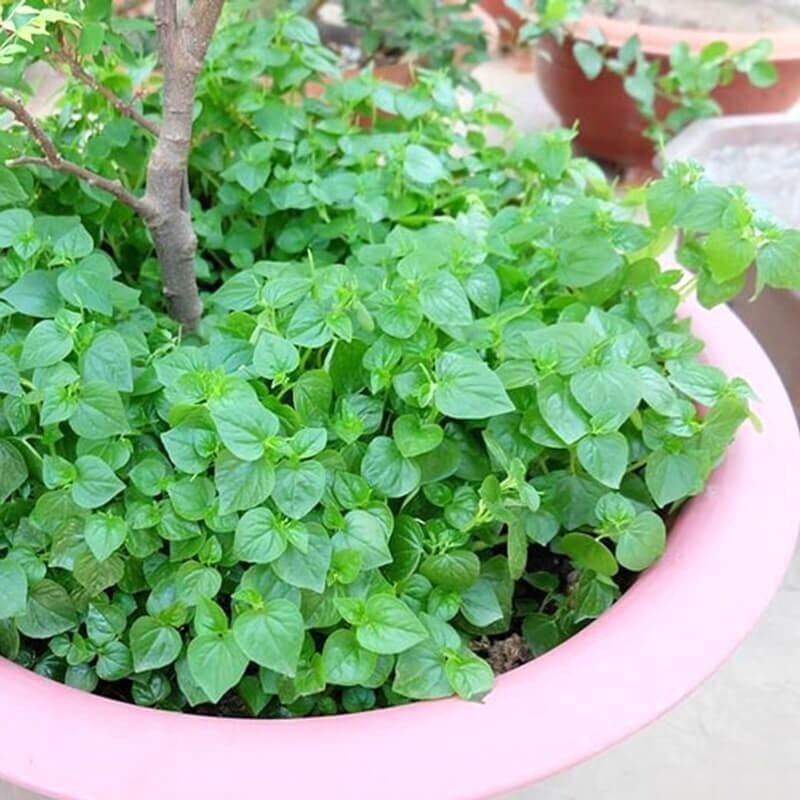 HẠT GIỐNG RAU CÀNG CUA gói 0,5 gram