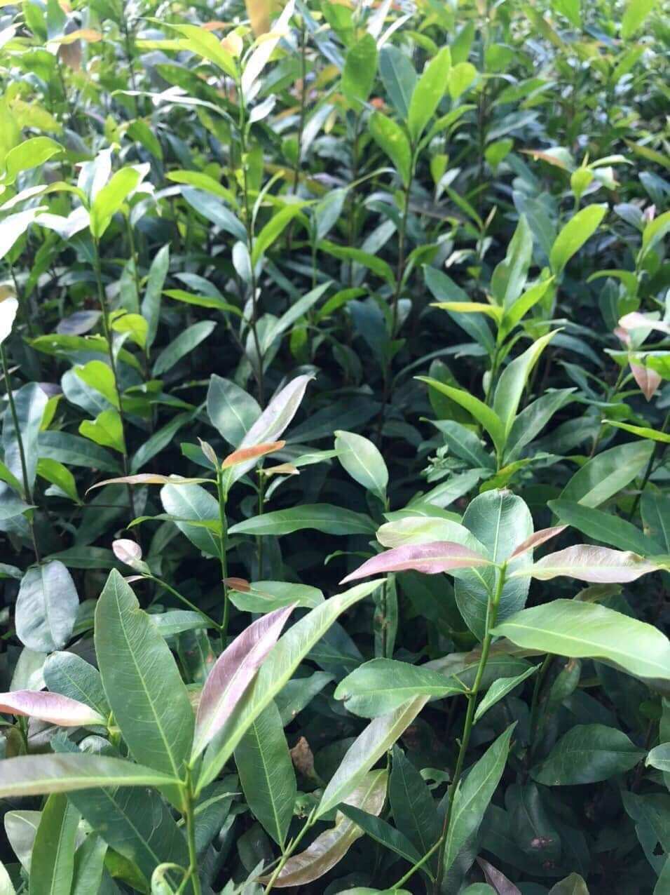 10 Cây mai con quấn rễ từ 80cm đến 100cm
