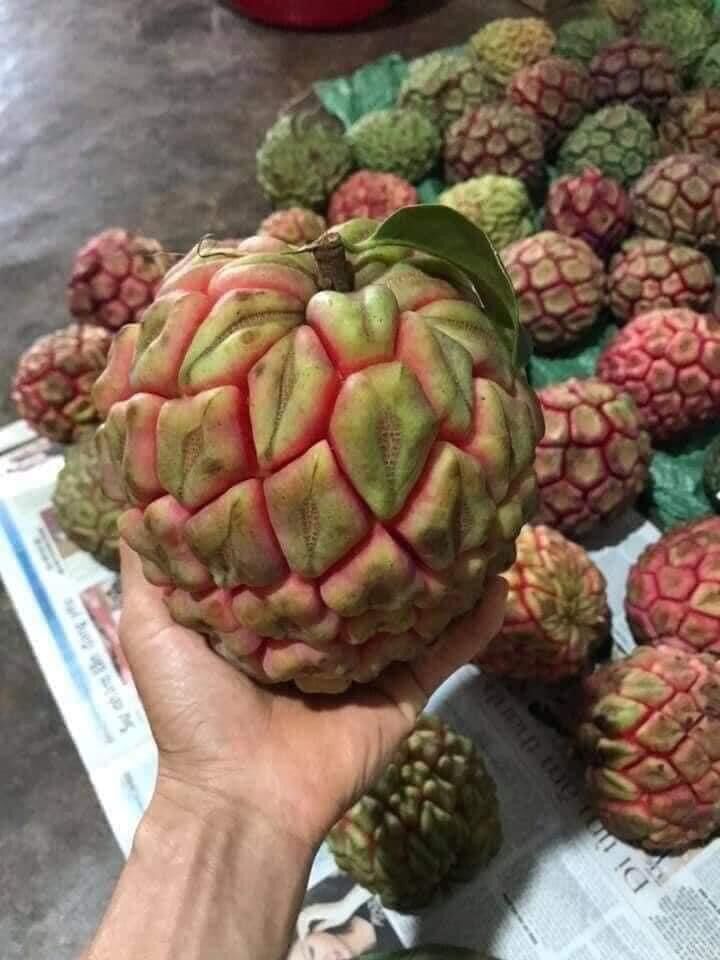 Na rừng tây bắc 1 quả ~1.5kg