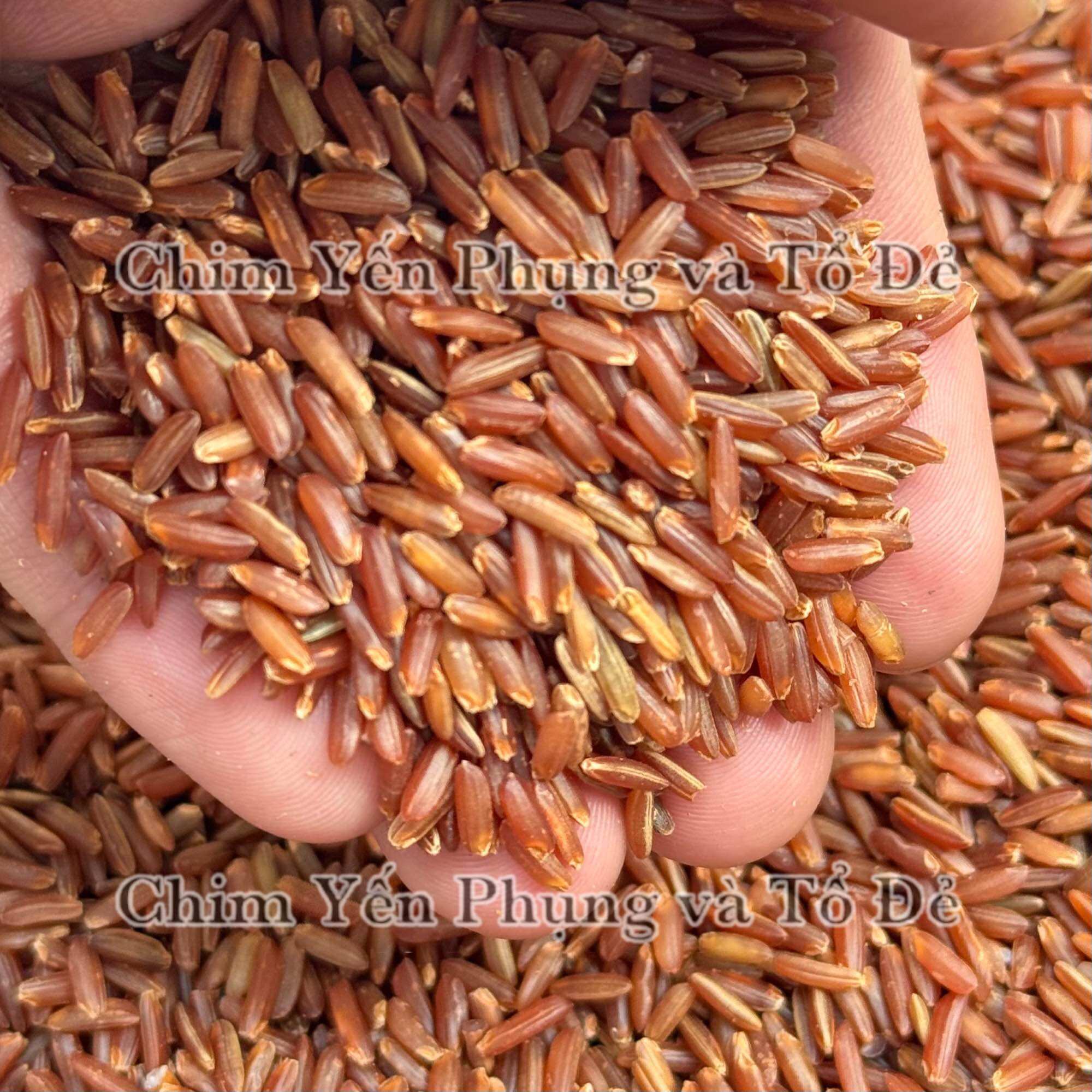 1kg Gạo Đỏ Huyết Rồng – Gạo Lứt Huyết Rồng Tự Nhiên, Dinh Dưỡng