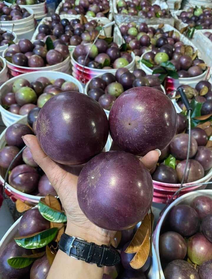 Cây Vú sữa tím Mica lớn