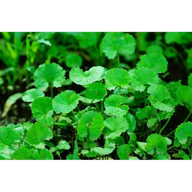 hạt giống rau má lá to - gói 1gr