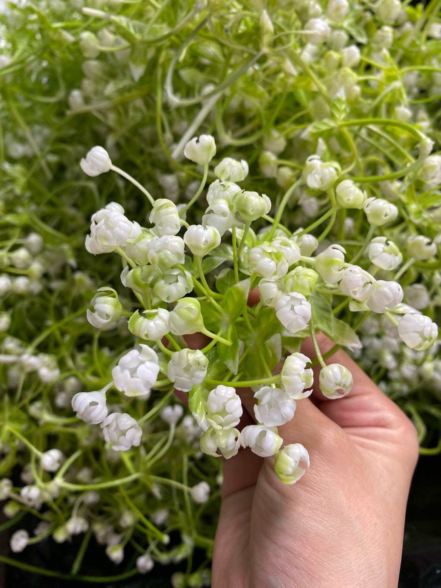 100g Cỏ Điểm Bi Nụ dùng làm bó hoa vòng hoa đội đầu điểm bó hoa sáp hoa lụa