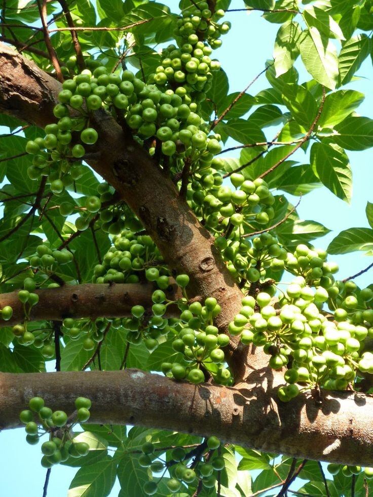 Sung ăn quả - Cây đang bắt đầu cho trái