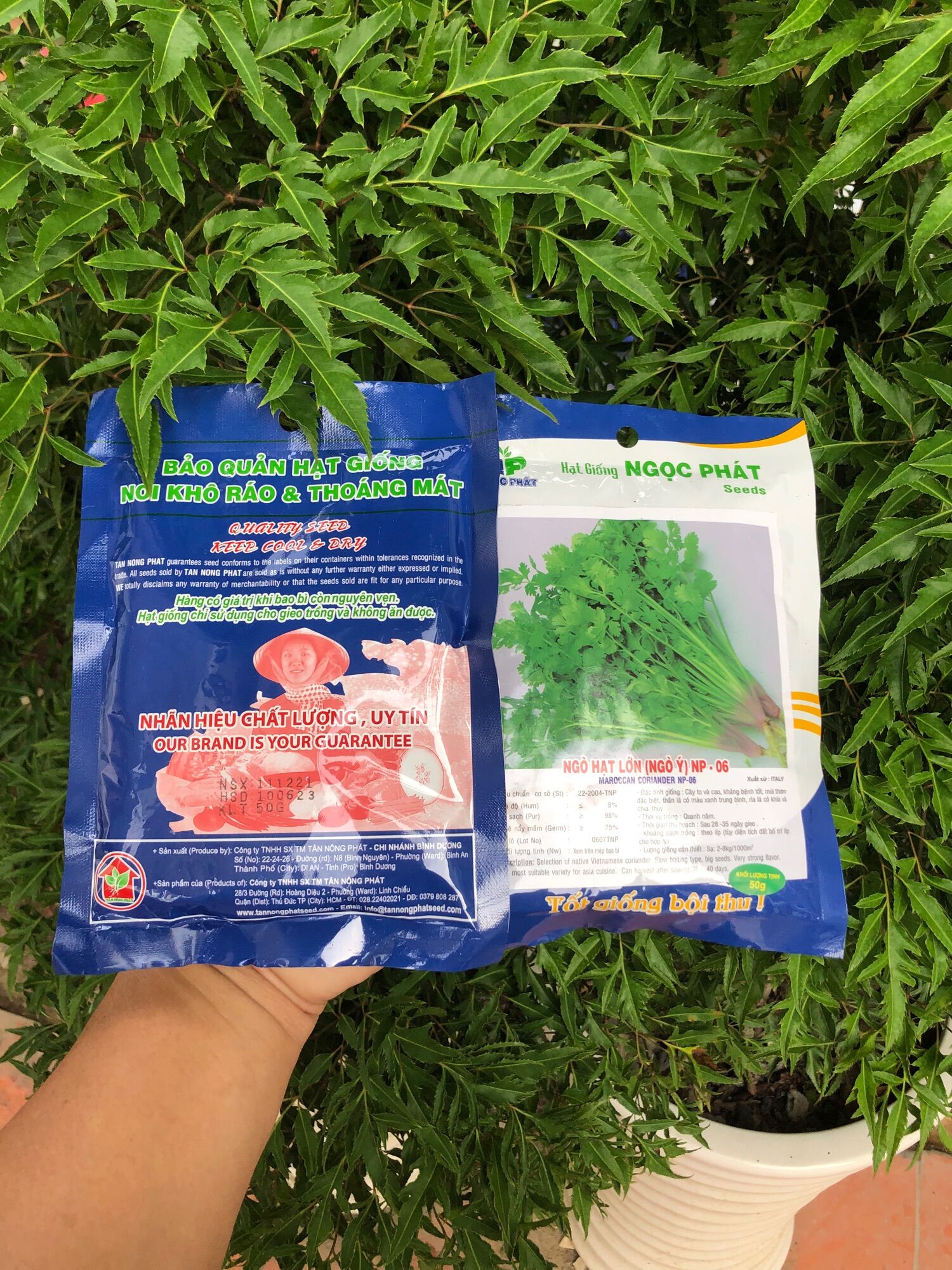 Hạt giống ngò rí 100gr