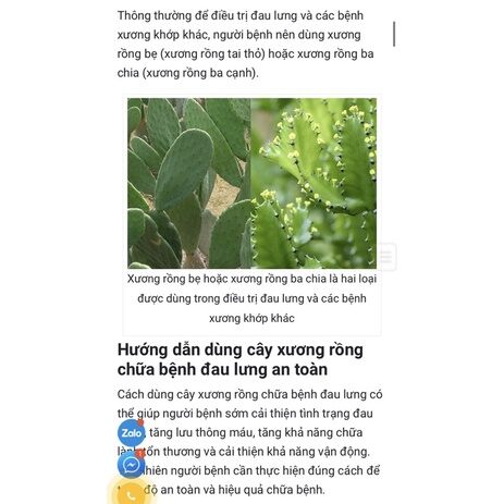 xương rồng ba cạnh ( xương rồng ông)
