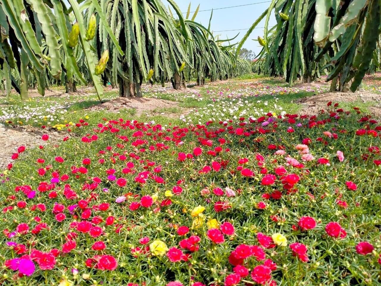Hoa mười giờ thái kép(1 bó)
