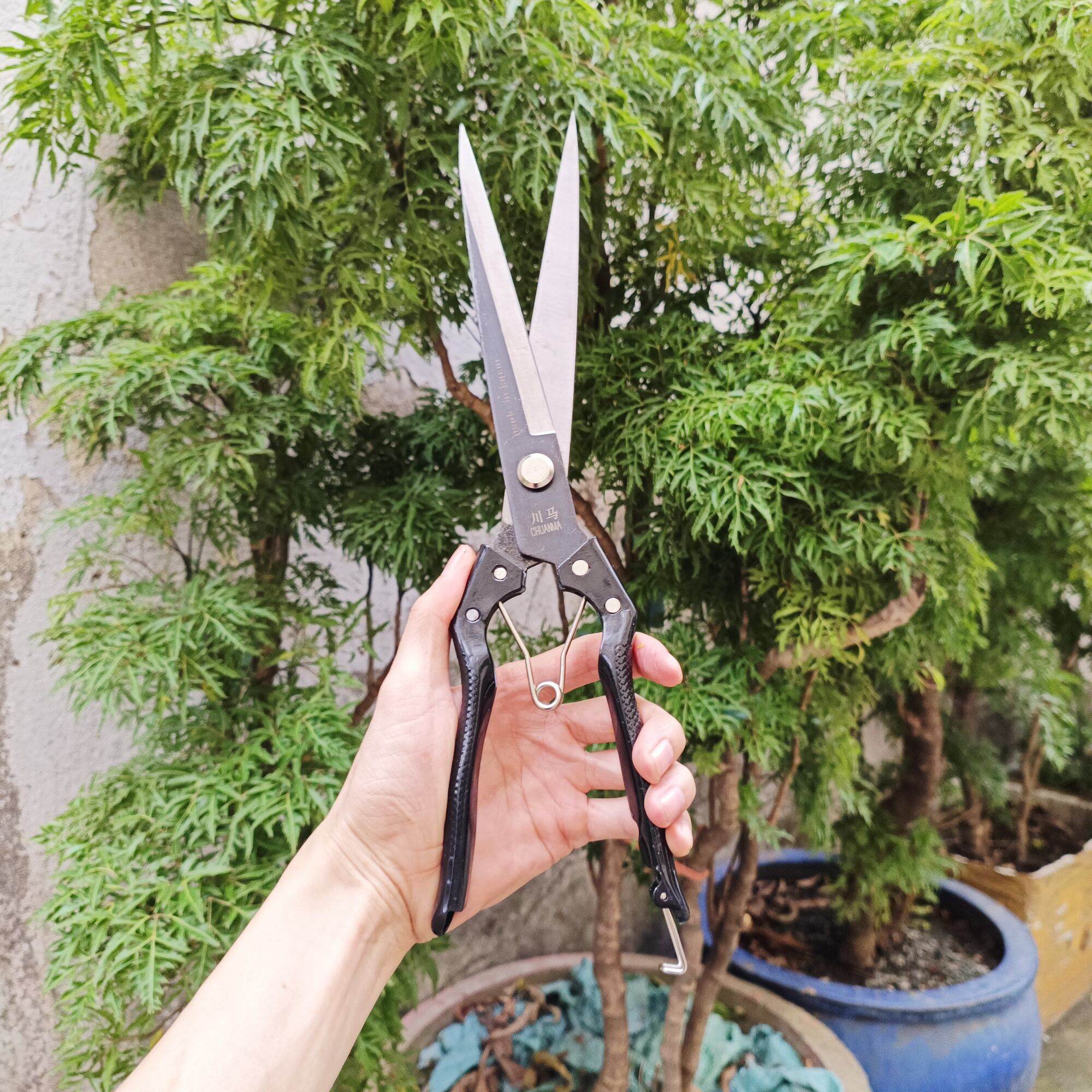 kéo tỉa cành tỉa dăm bonsai
