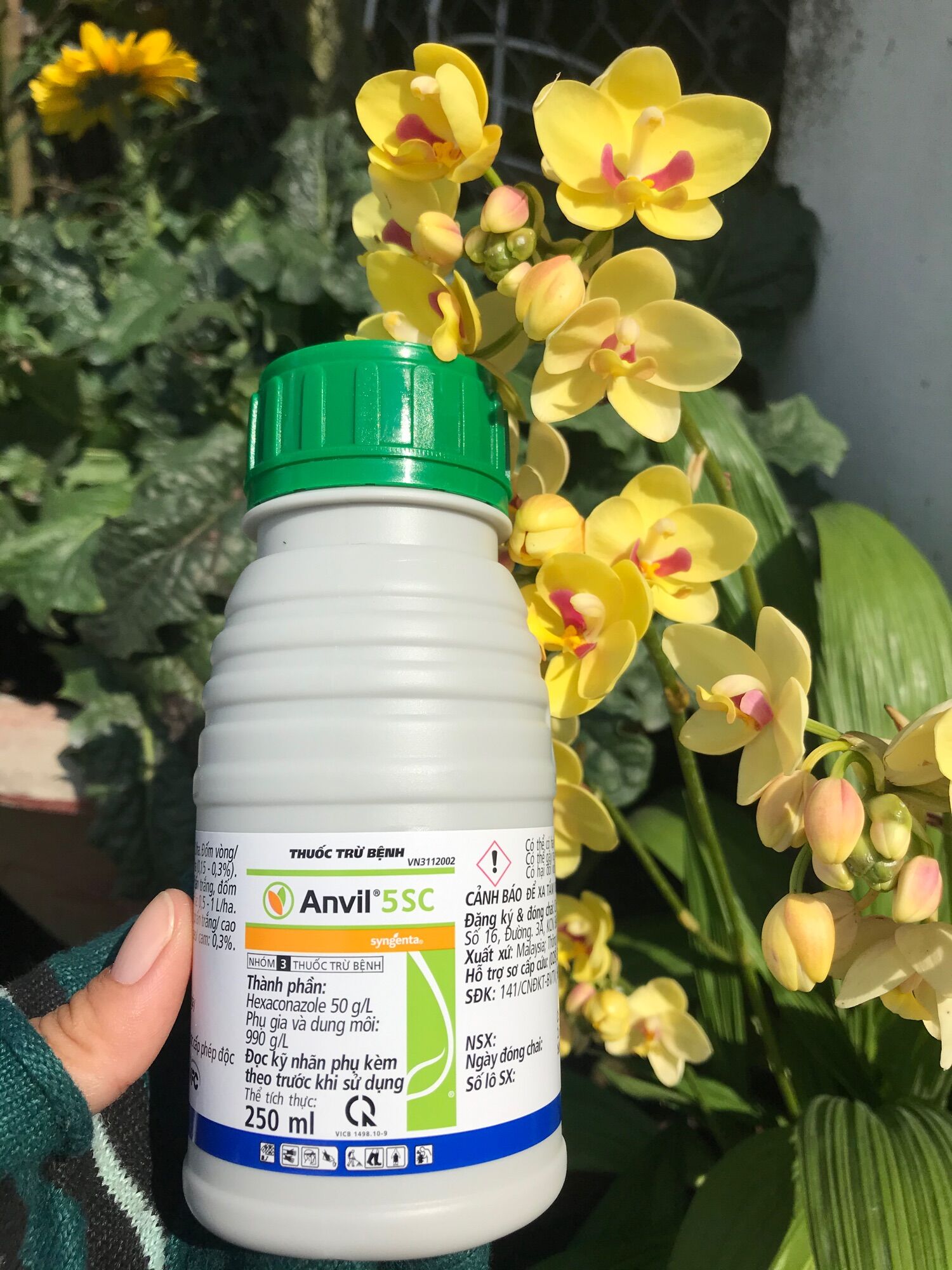 Anvil 5sc chai 250ml
