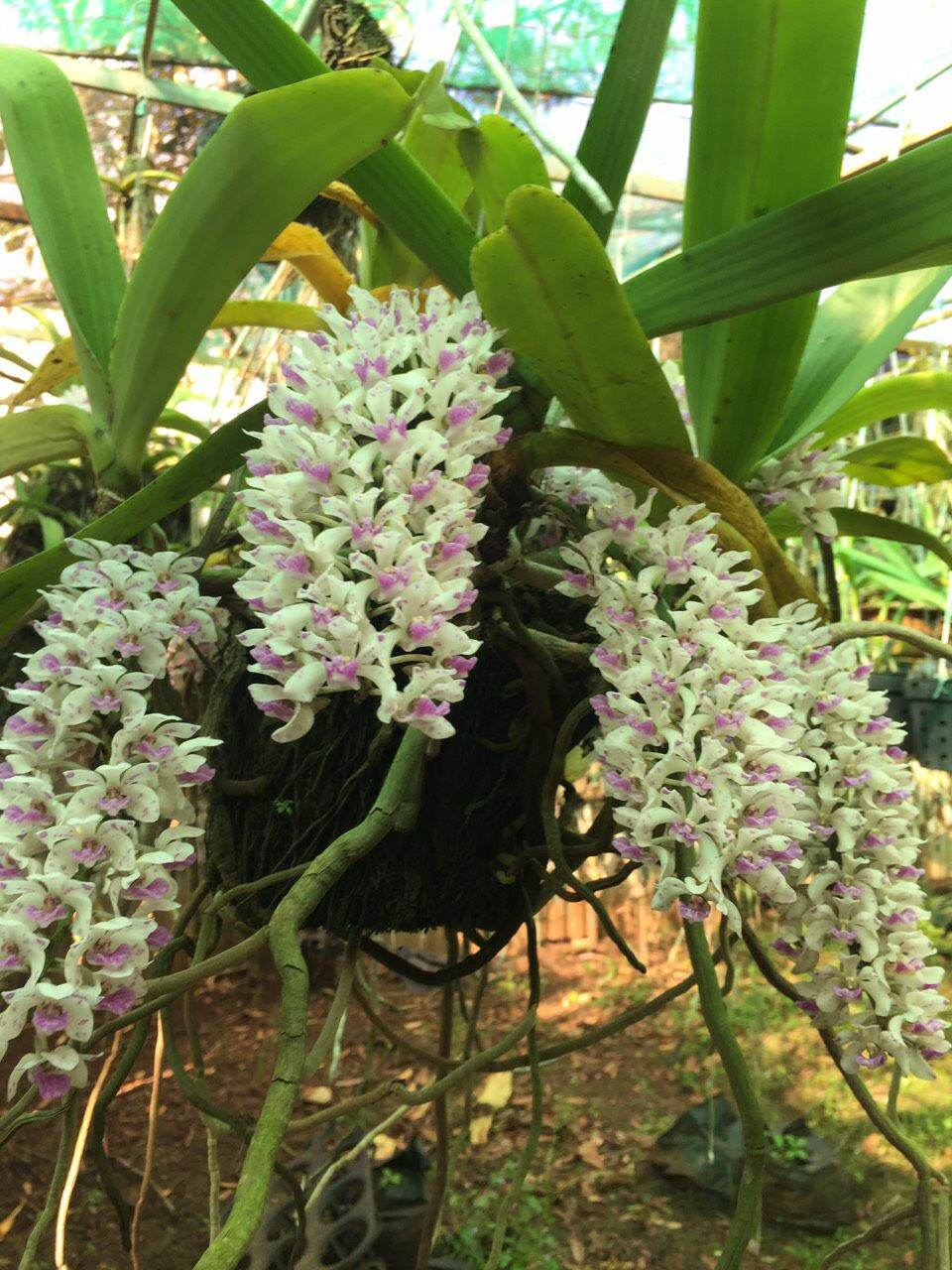 Trâu rừng chuẩn buôn đôn