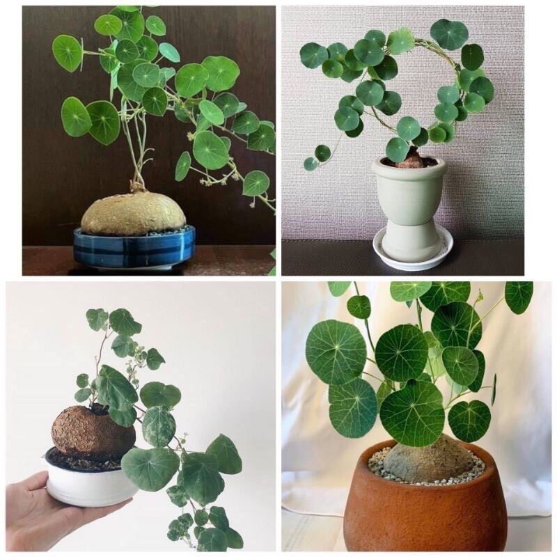 Củ Bình Vôi Thái