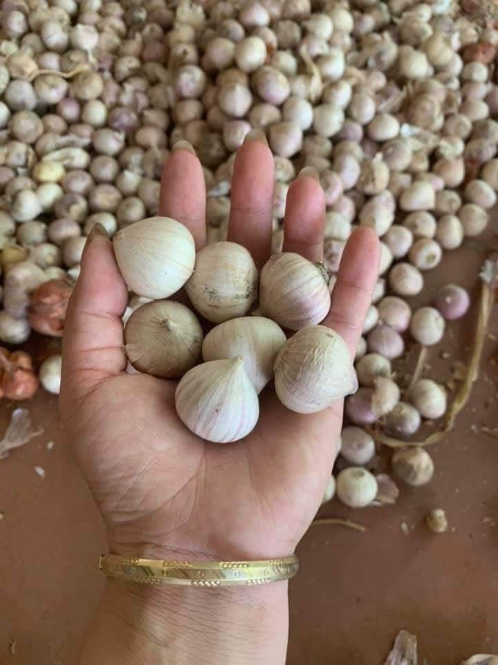 combo 2kg tỏi cô đơn