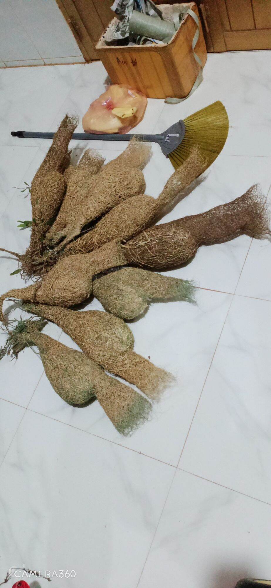 Tổ chim dòng dọc (Tổ đực)