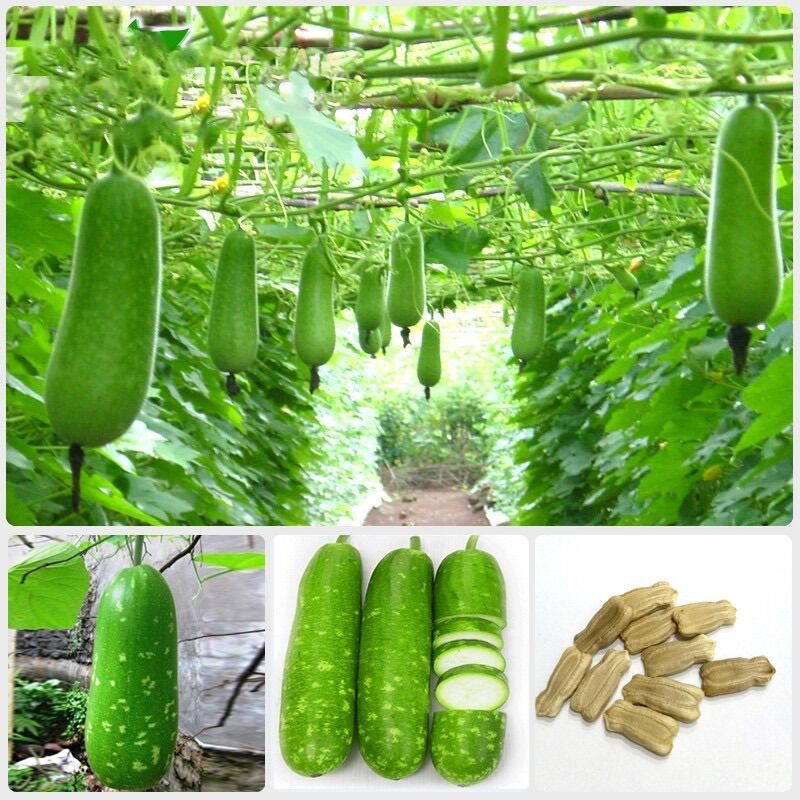 Hạt giống bầu sao F1