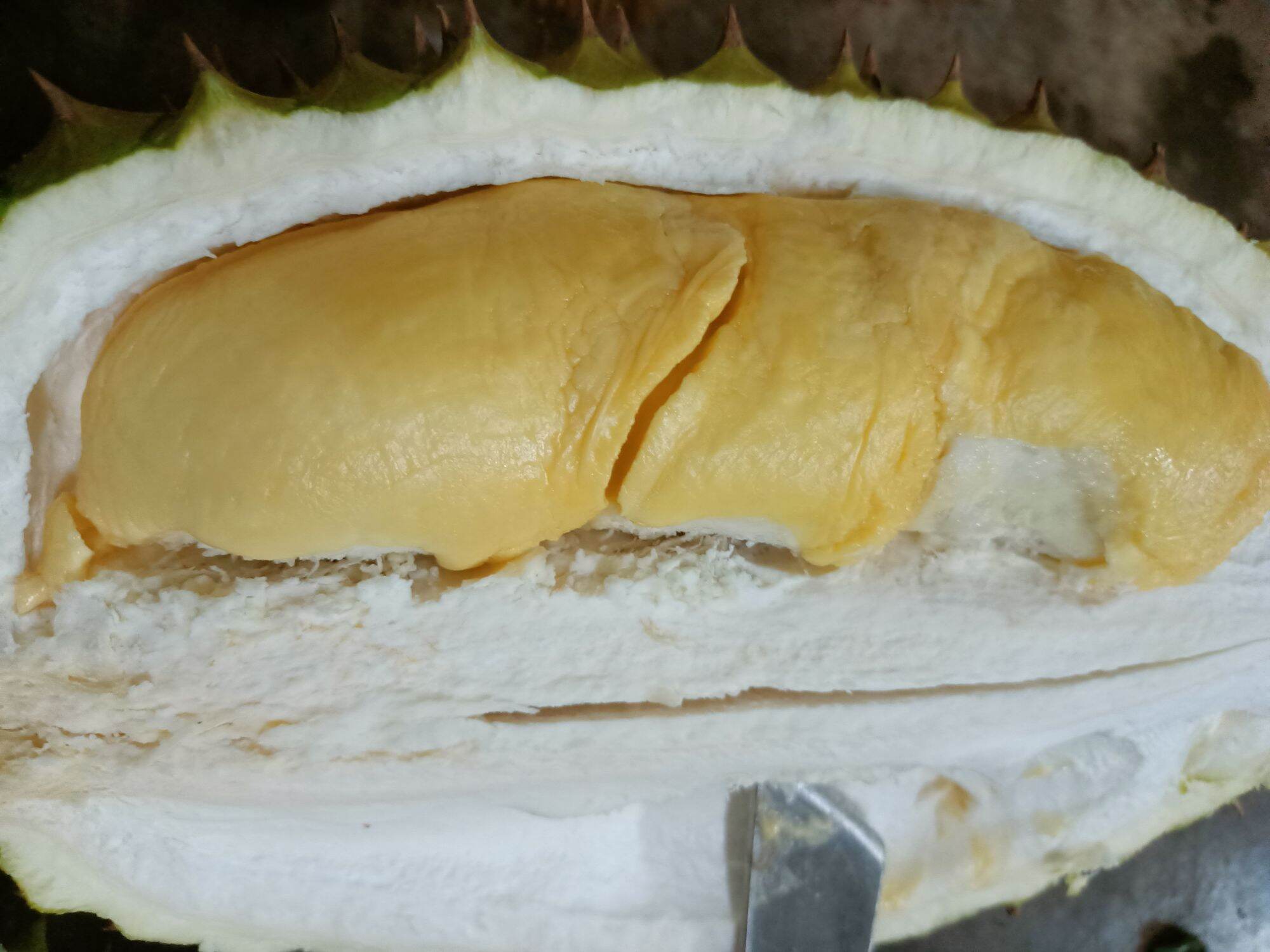 Chitosan dạng bột