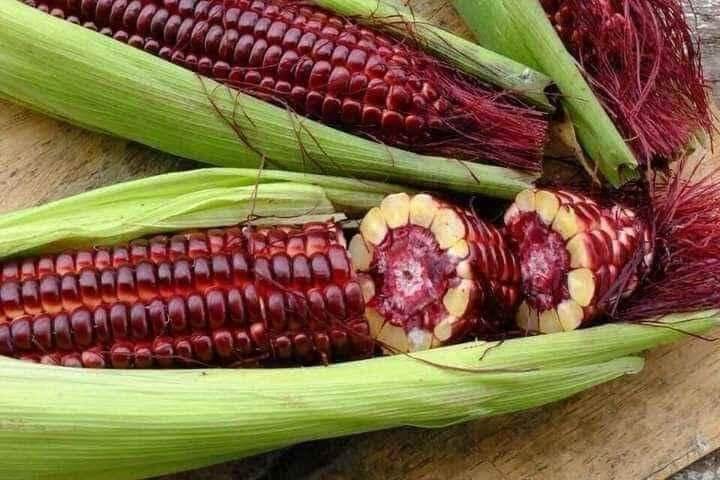 20gam Hạt giống bắp tím thái lan