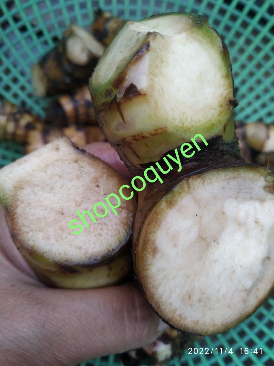 Cây giống cây củ chuối dong riềng đỏ