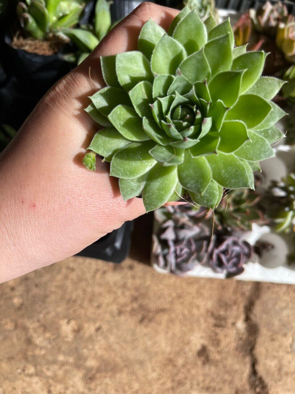 Sen đá phật bà cute size bầu