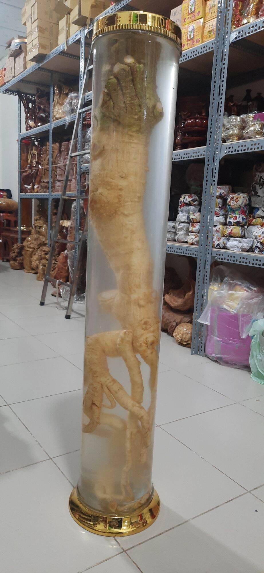 Đinh lăng 20 năm