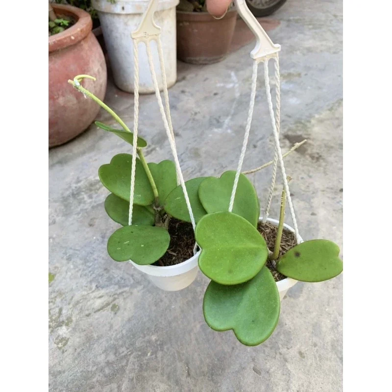 Cẩm cù lá trái tim cây giống