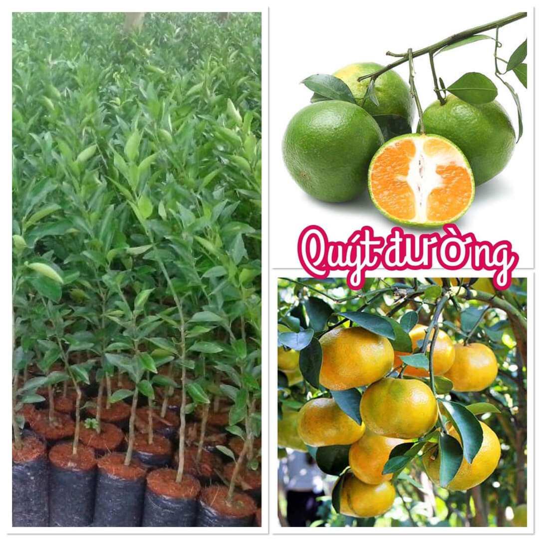 Cây giống quýt đường
