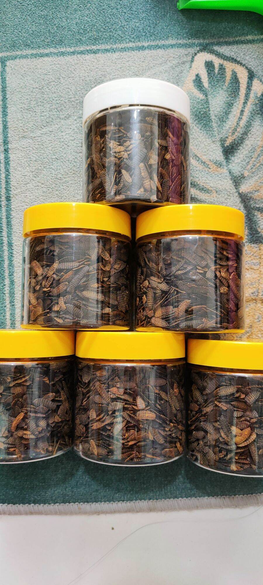 SÂU CANXI SẤY KHÔ (dùng cho bò sát hủ 100g)