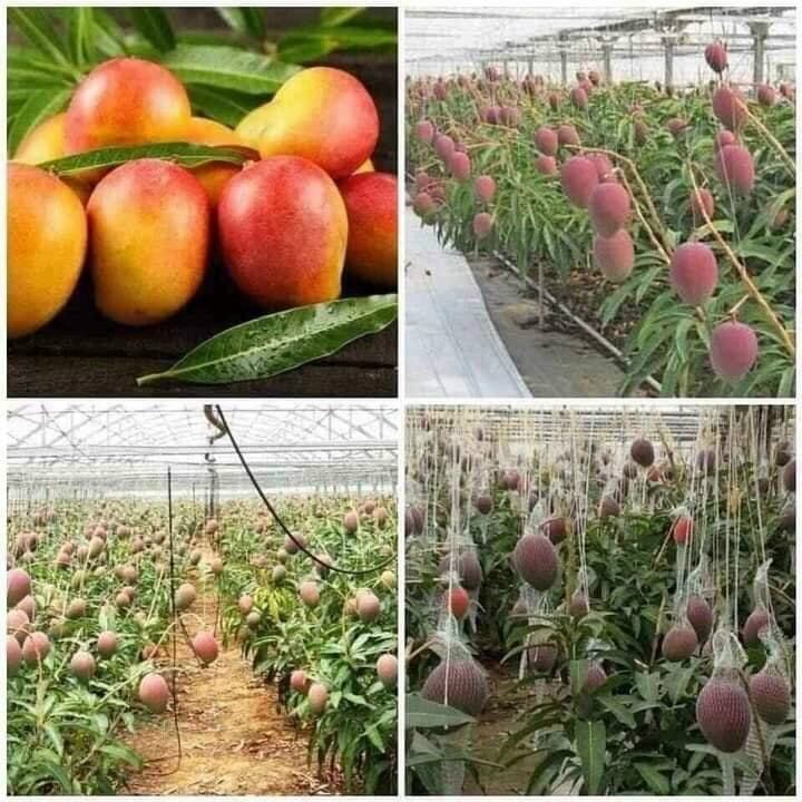 Cây giống Xoài Úc