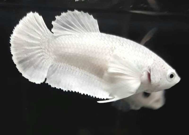 Betta Dumbo White Halfmoon - Bao trắng - Hàng cao cấp - Size to