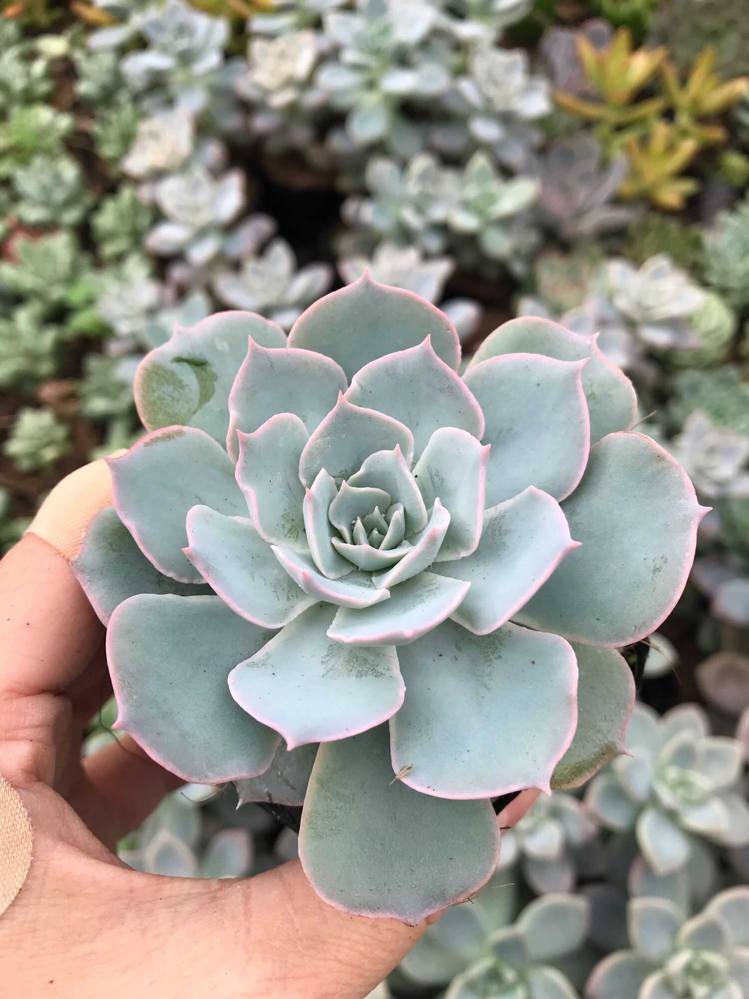 Sen đá hồng phấn cute size bầu