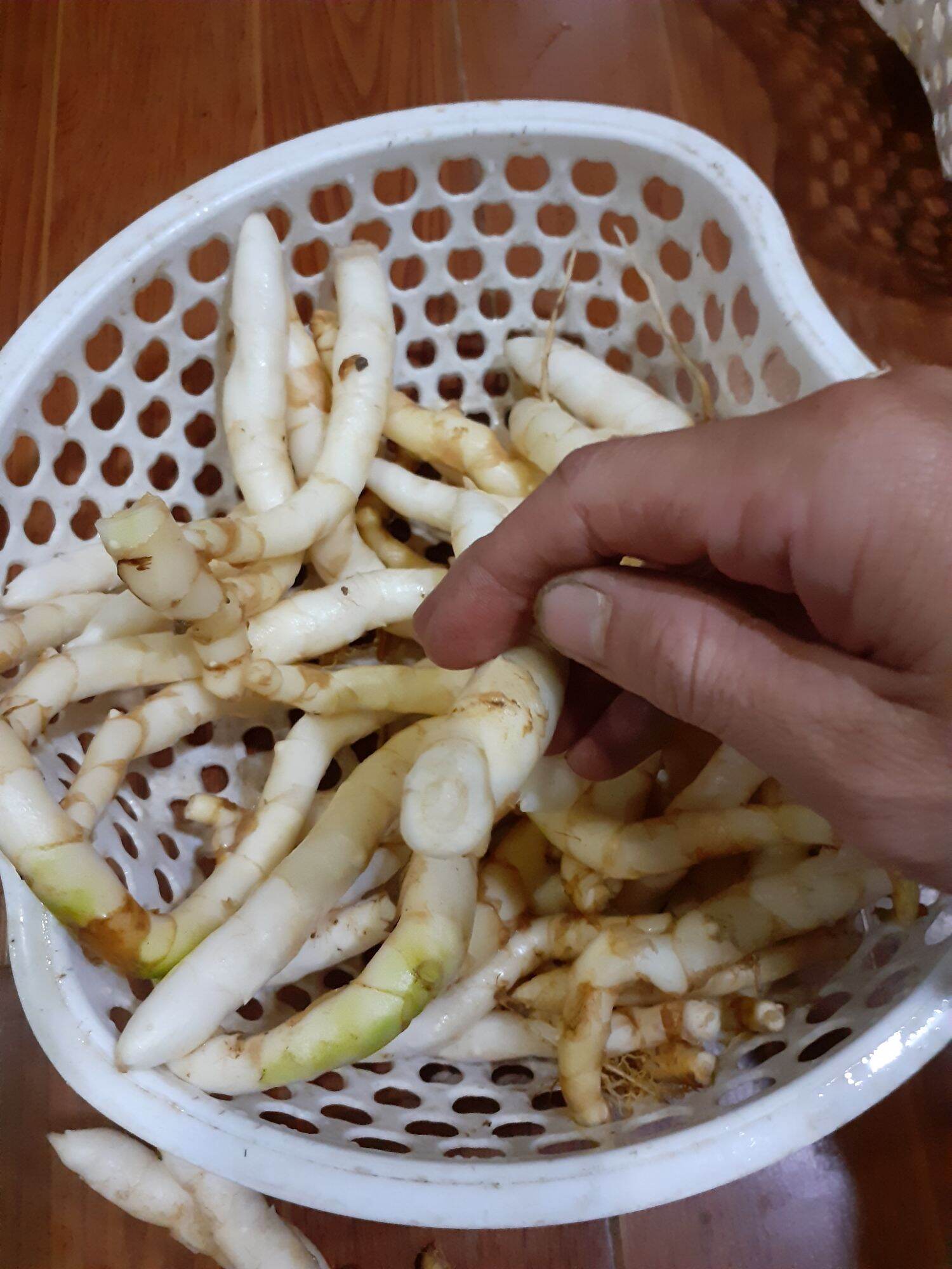cây ngải trắng giống