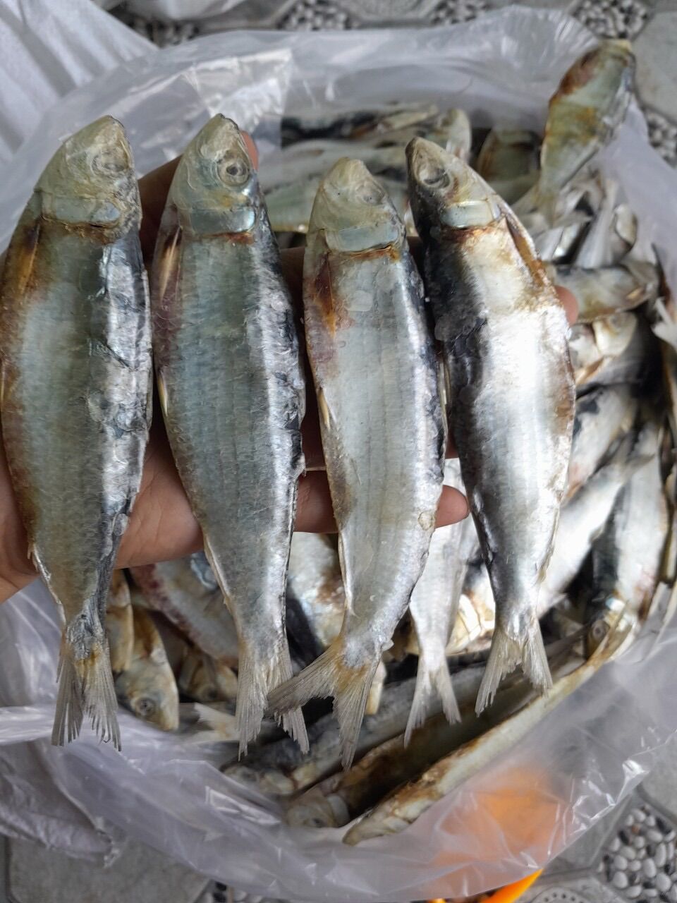 Khô cá trích loại ngon (1 ký 60-70 con)
