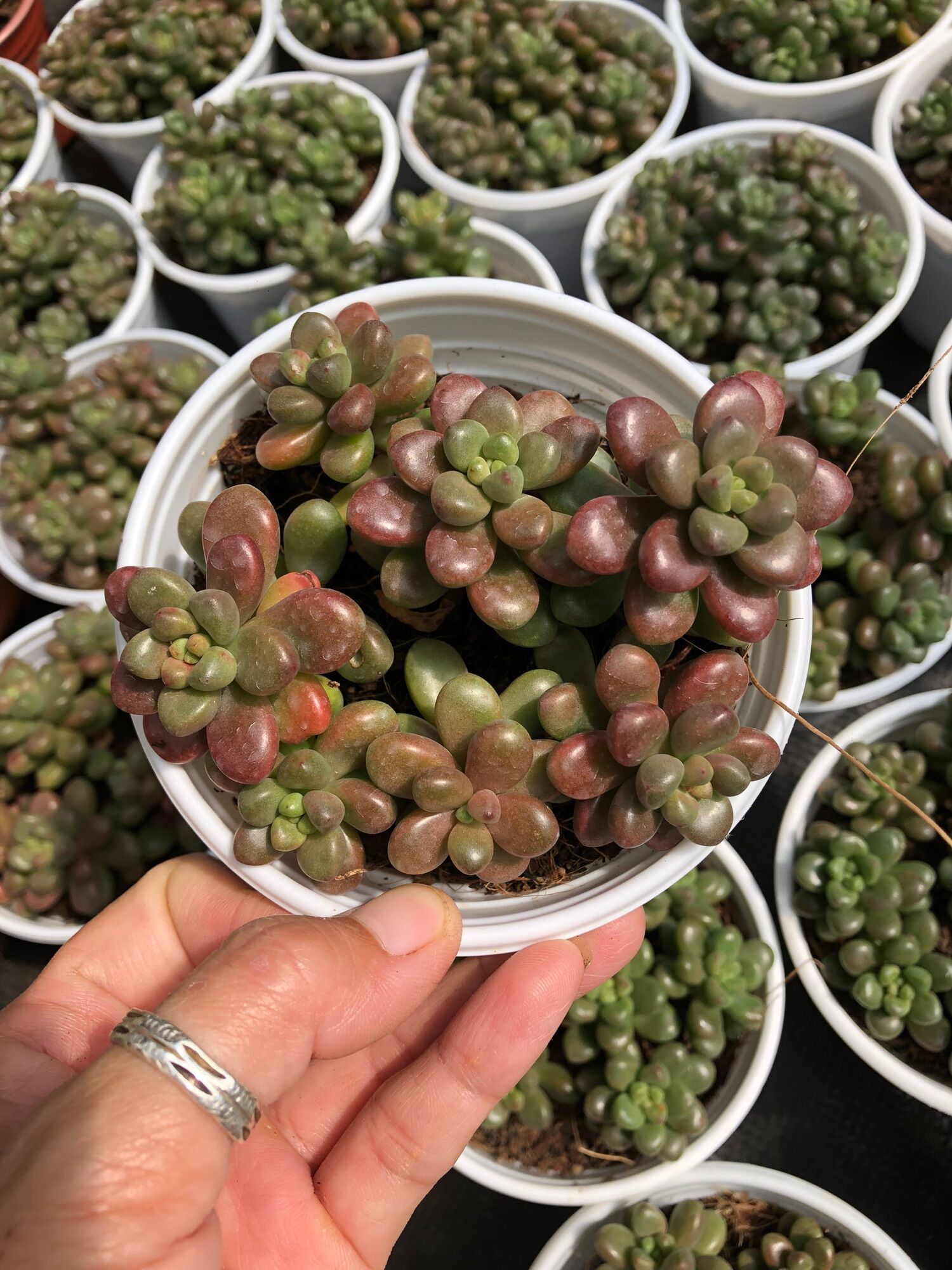 Sen đá Sedum Kẹo 11cm