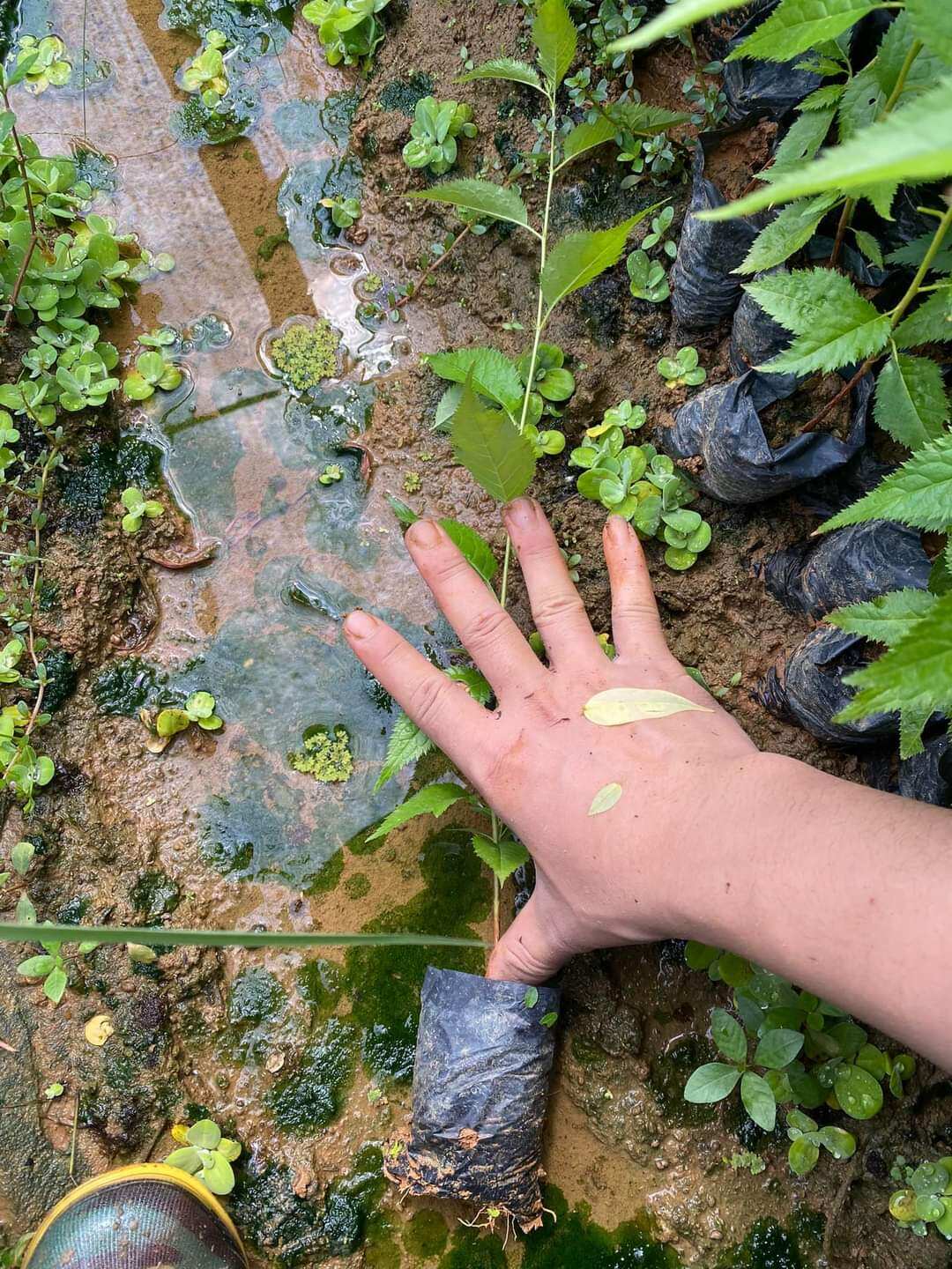 Cây giống Mai Anh Đào