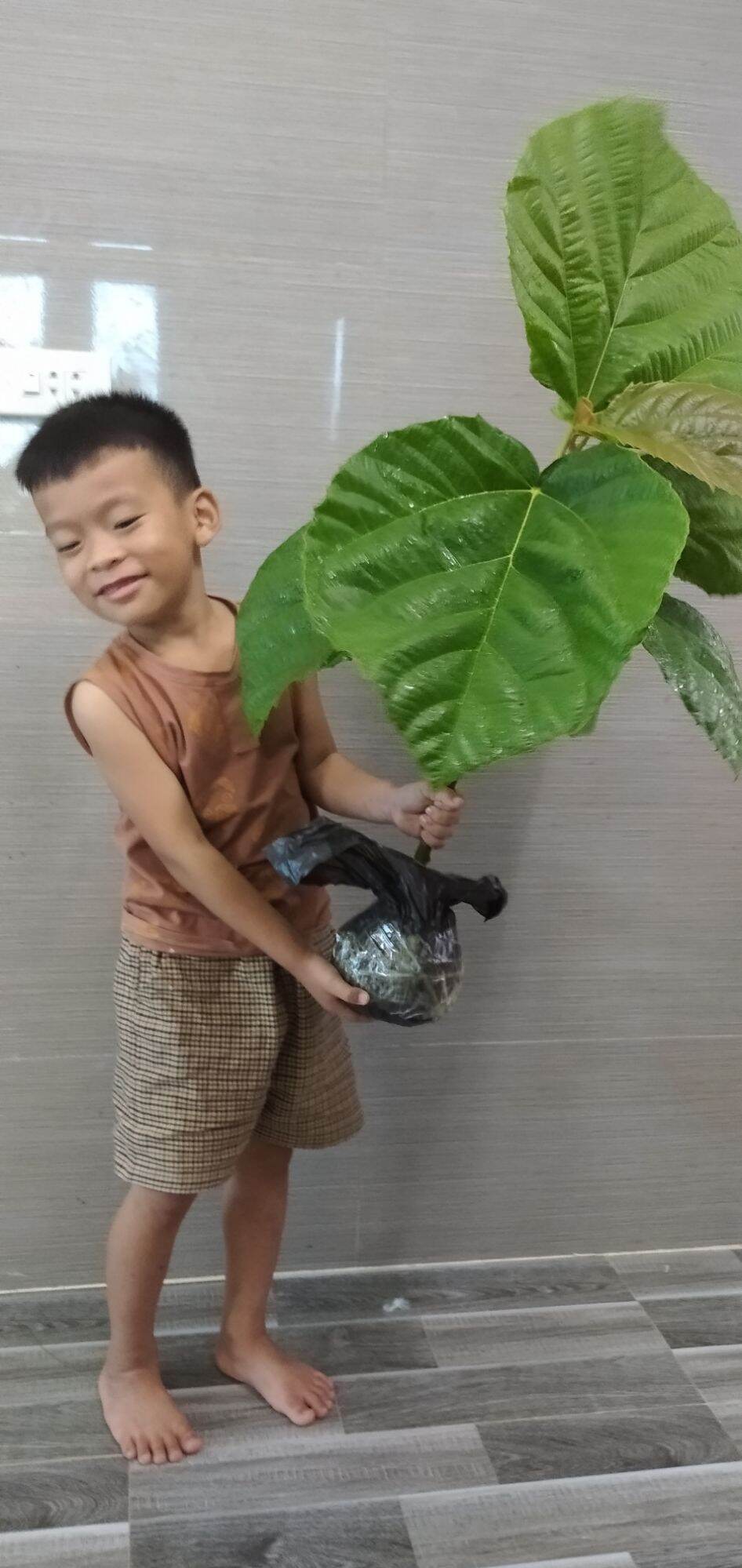 Cây Vả mật giống lá to