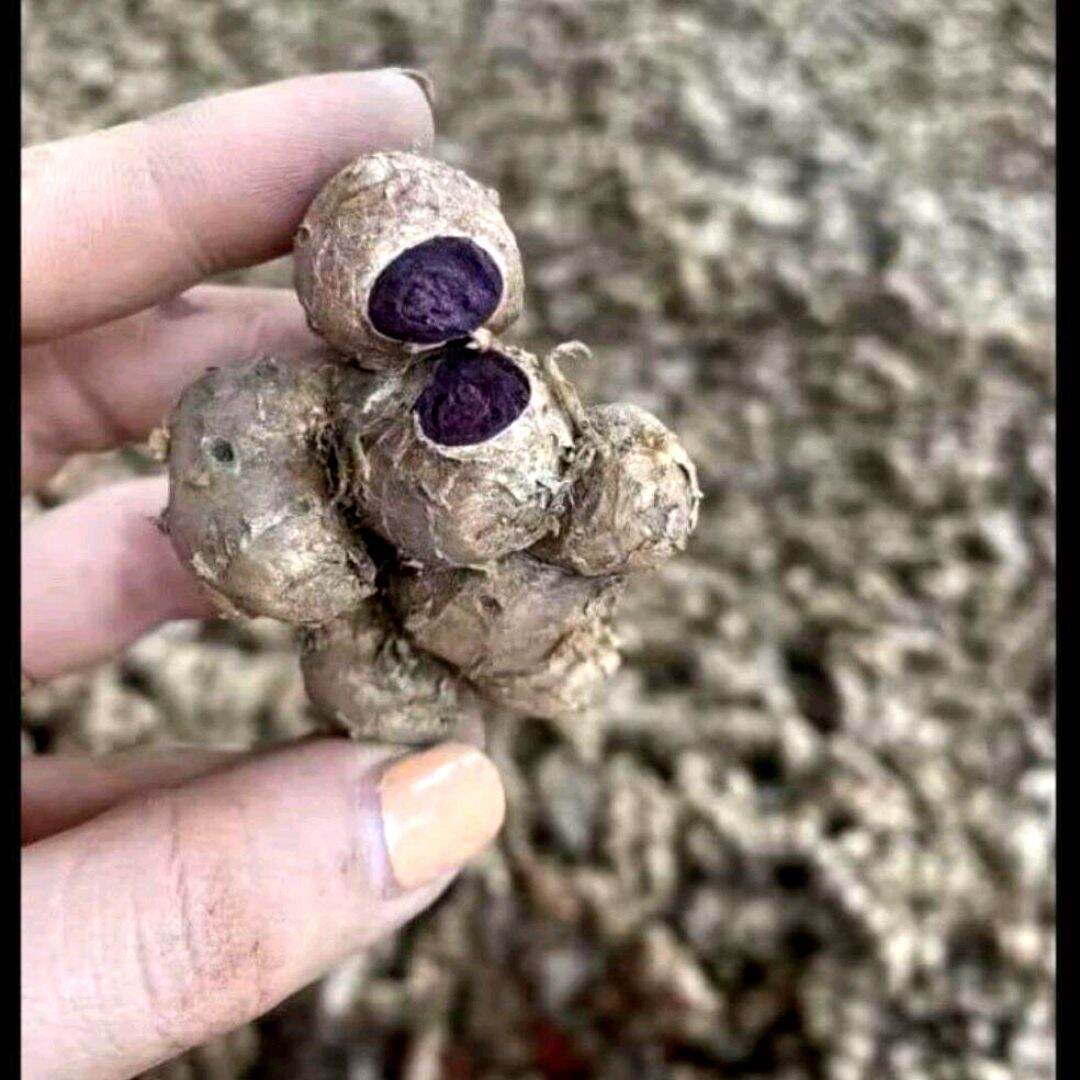 GỪNG ĐEN (NGãi đen,ngãi tím) đào Rừng củ nguyên đậm