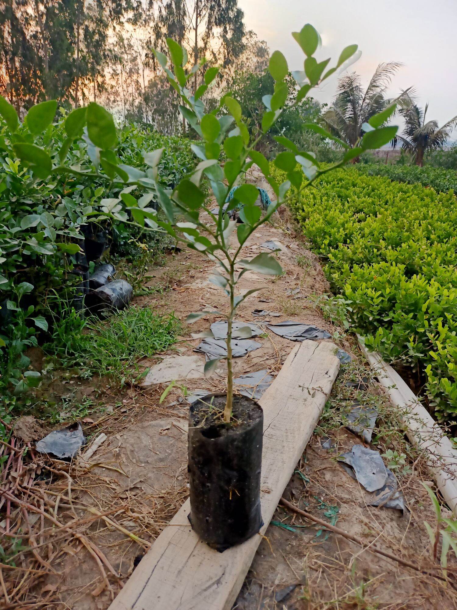 Cây chúc lỡ có nhánh