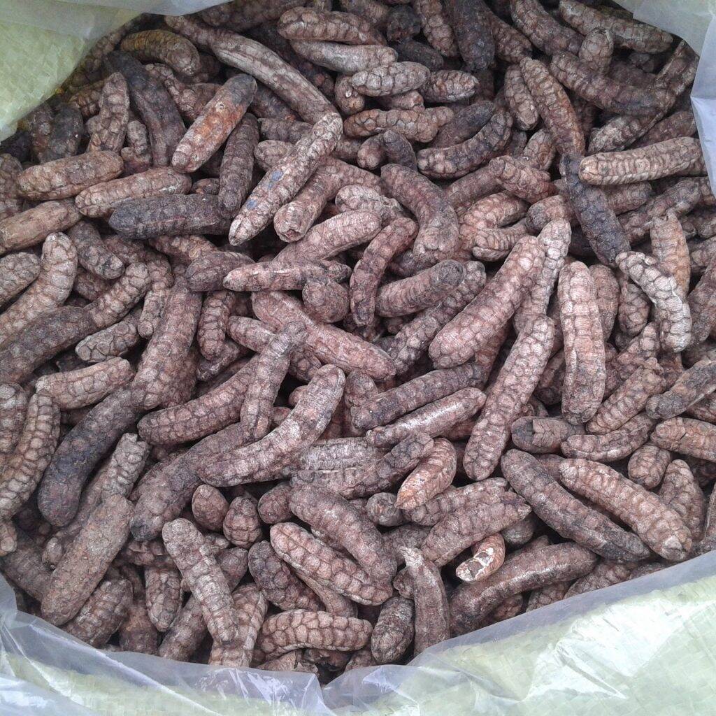 Chuối hột Rừng khô. Kontum