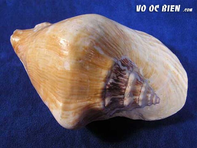 vỏ ốc bẹ tròn