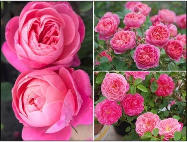 [HCM]Hoa hồng ngoại nb Dream light Rose size trung