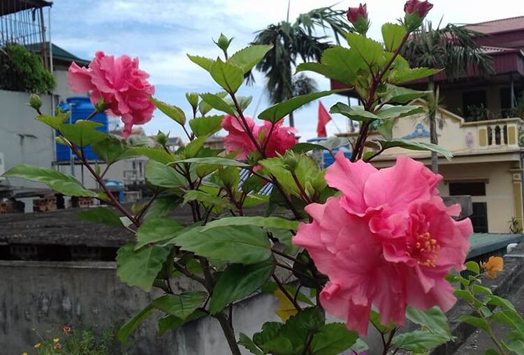 Cây hoa dâm bụt hoa kép