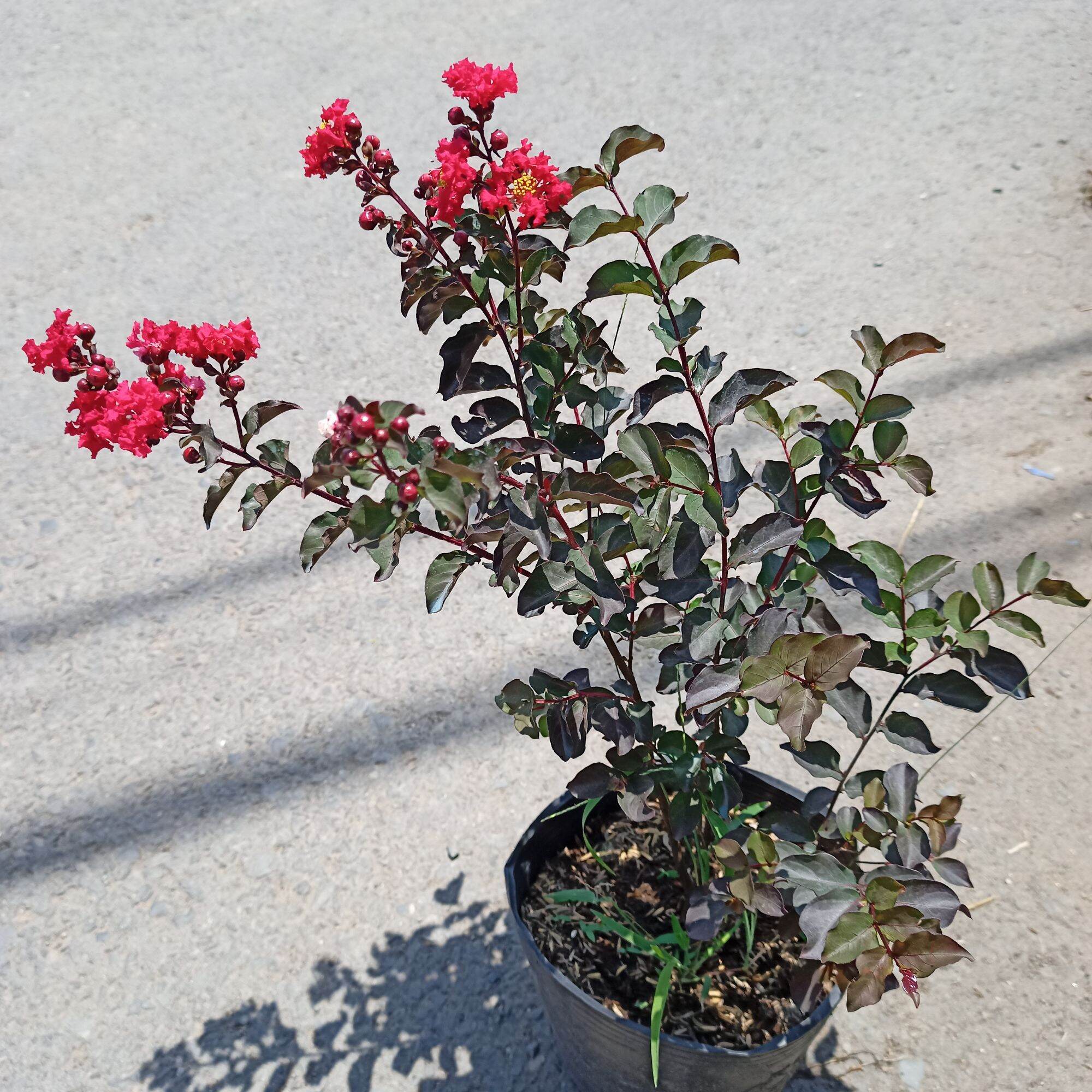 Cây tường vy huyết long cao từ 40cm