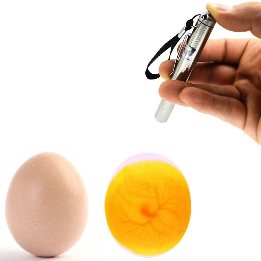 Đèn pin LED kiểm tra trứng bằng thép không gỉ ( kèm pin )