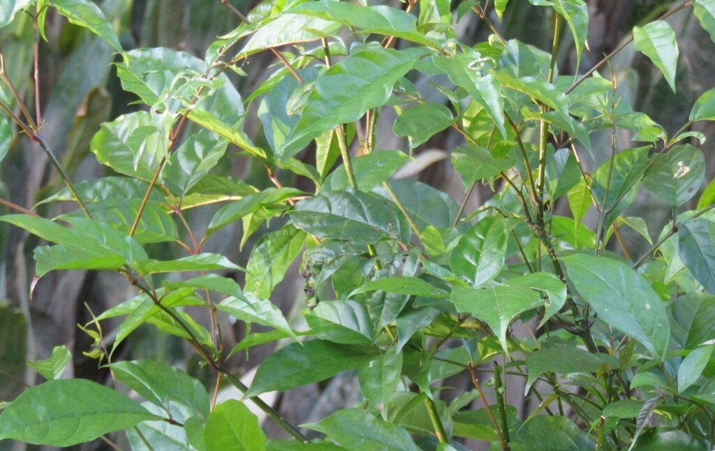 Thân lá cây quao 1 kg