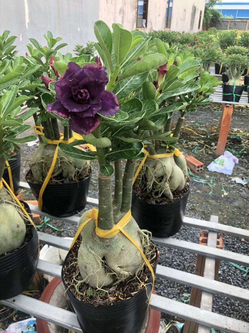 Cây sứ Thái siêu hoa phù thủy