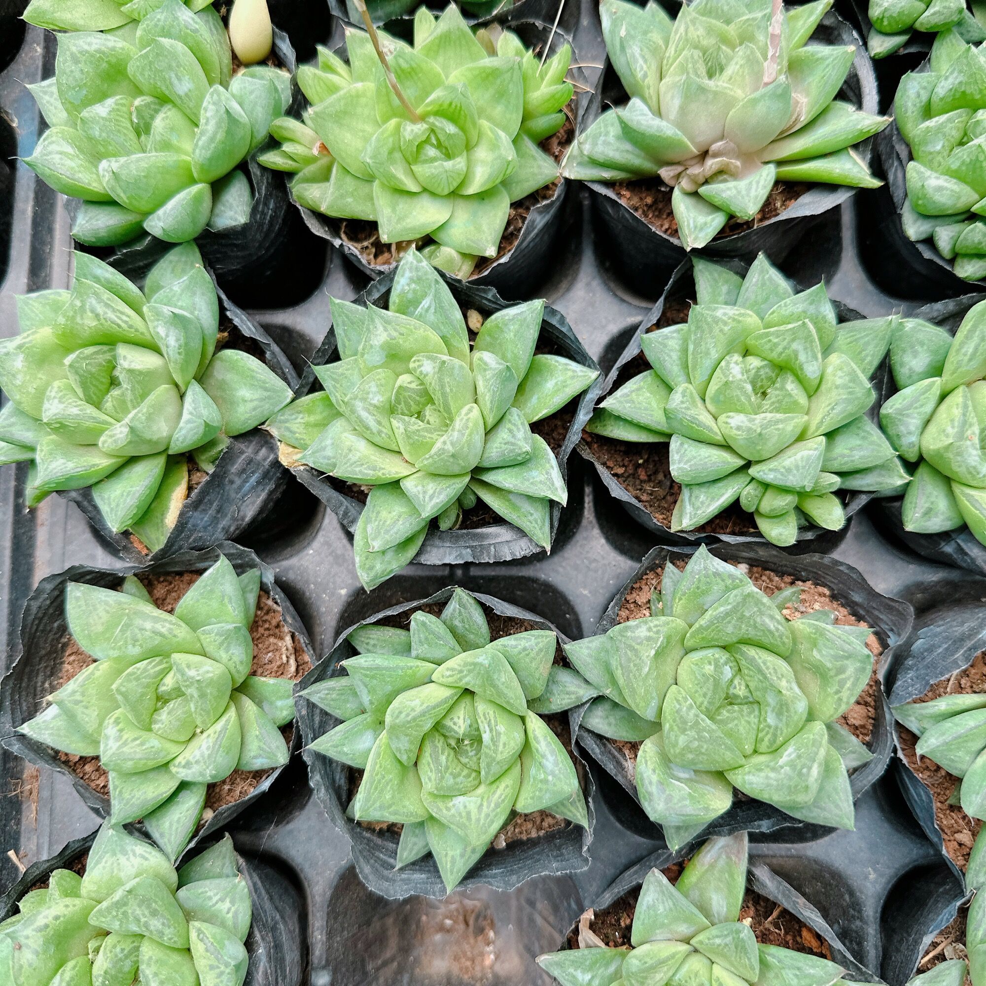 Sen đá ngọc lá lớn size bầu 3-5 cm