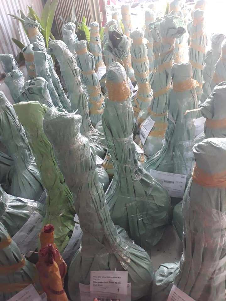 Dừa xiêm xanh lùn Bến Tre