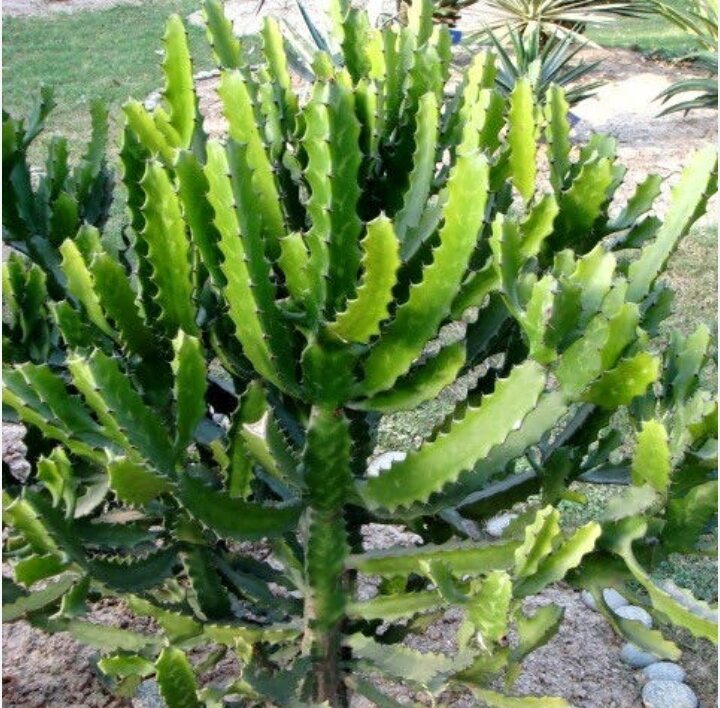 Xương rồng 3 cạnh.097 118 36 88
