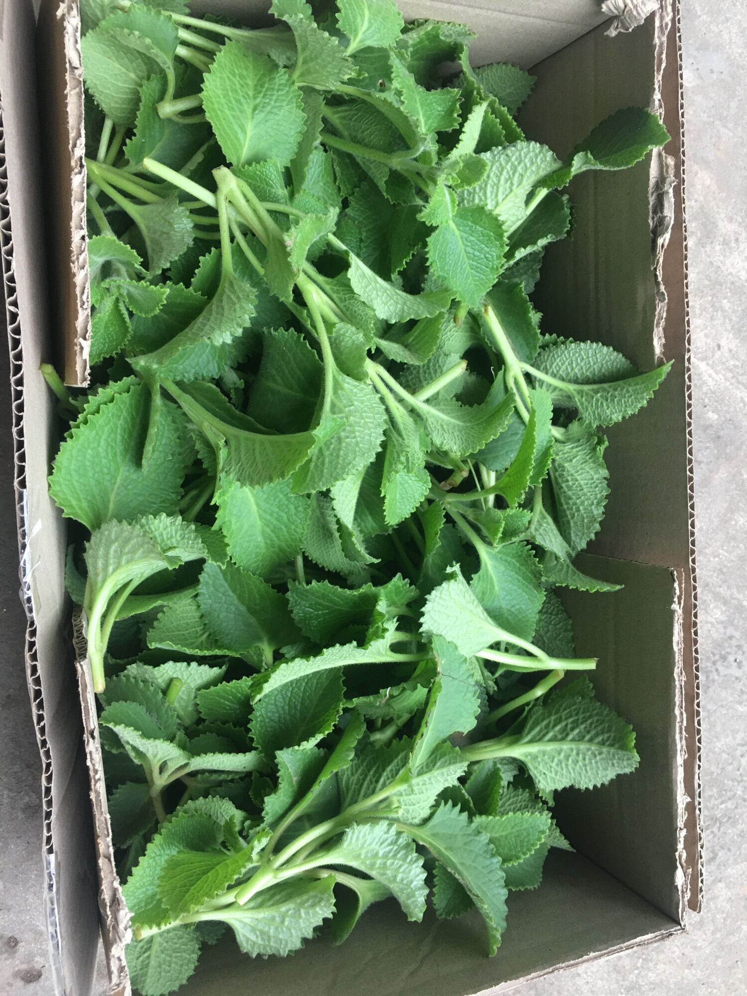Lá húng chanh tươi 1kg